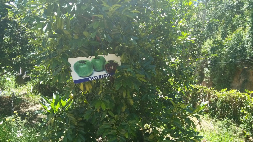 Kanthalloor, the fruit bowl of Kerala the fridaymania