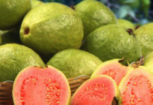 Guava Medicinal Fruit