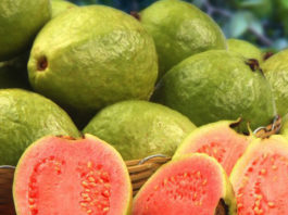 Guava Medicinal Fruit