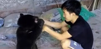 Incredible Friendship Between Tribal Boy and Bear Cub