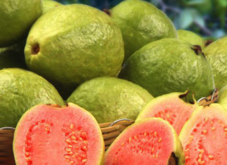 Guava Medicinal Fruit