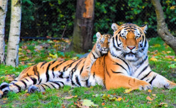 Panna Tiger Reserve in Madhya Pradesh Included in Global Biosphere by UNESCO Tiger